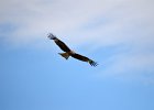Zwarte wouw (oostelijk) (black-eared kite) Milvus migrans lineatus  - Ogii Nuur 14-08-2016 (8)